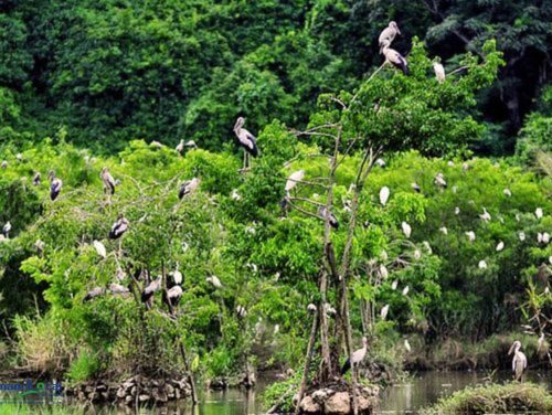 Cuc Phuong National Park, is a biodiverse haven where lush rainforests.