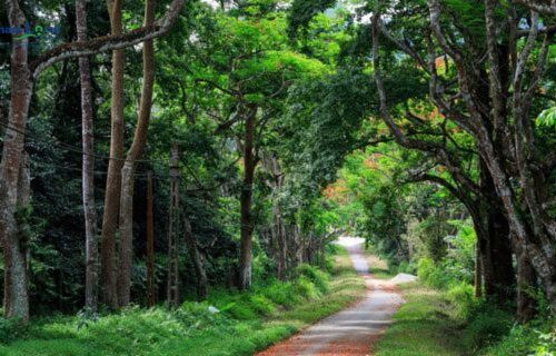 Cuc Phuong National Park, is a biodiverse haven where lush rainforests.