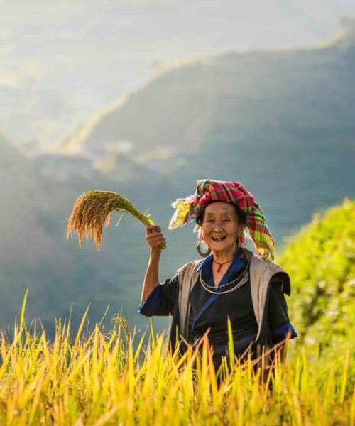 Ha Giang, adorned in the ripe rice season, unveils a breathtaking landscape of terraced fields painted in vibrant shades of gold beauty.