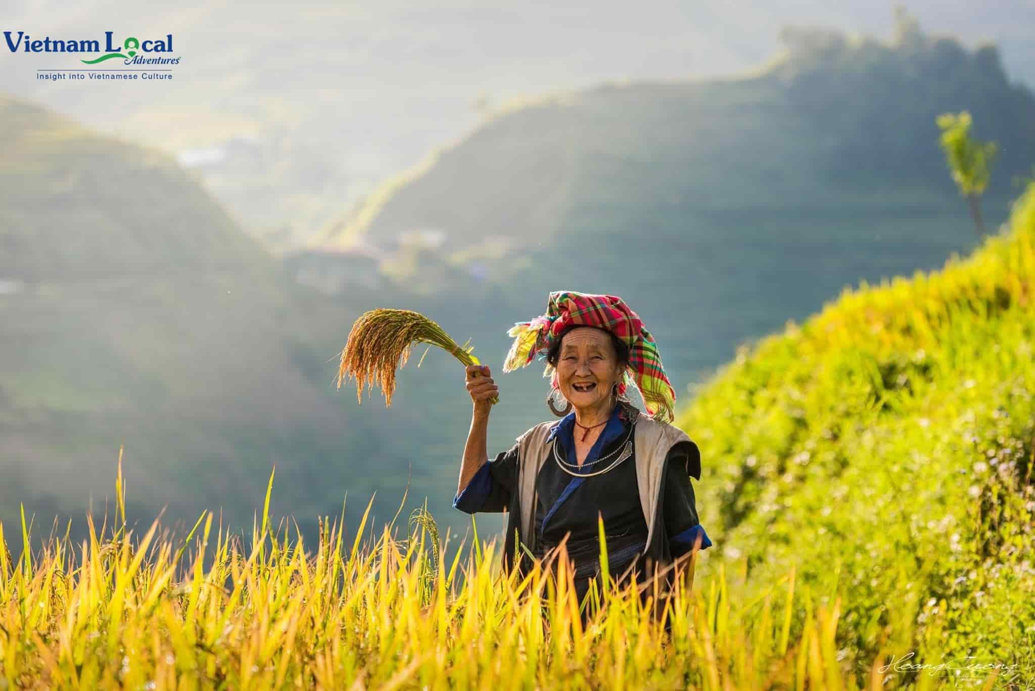 Ha Giang, adorned in the ripe rice season, unveils a breathtaking landscape of terraced fields painted in vibrant shades of gold beauty.