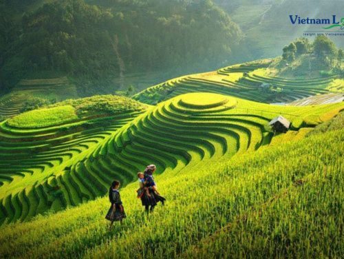 Hoang Su Phi, is renowned for its stunning terraced rice fields, where the vibrant green creating a picturesque and captivating scene.