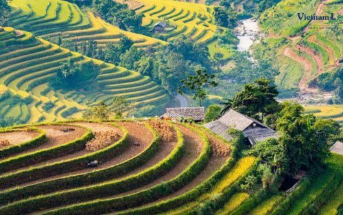 Hoang Su Phi, is renowned for its stunning terraced rice fields, where the vibrant green creating a picturesque and captivating scene.