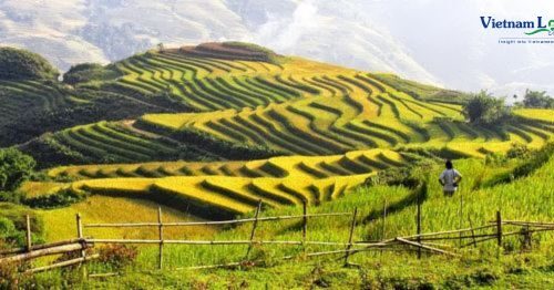 Lao Chai and Ta Van Village, nestled in the picturesque Sapa region of Vietnam.