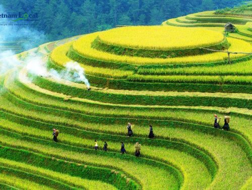 Mu Cang Chai, is celebrated for its stunning terraced rice fields that cascade down the slopes.