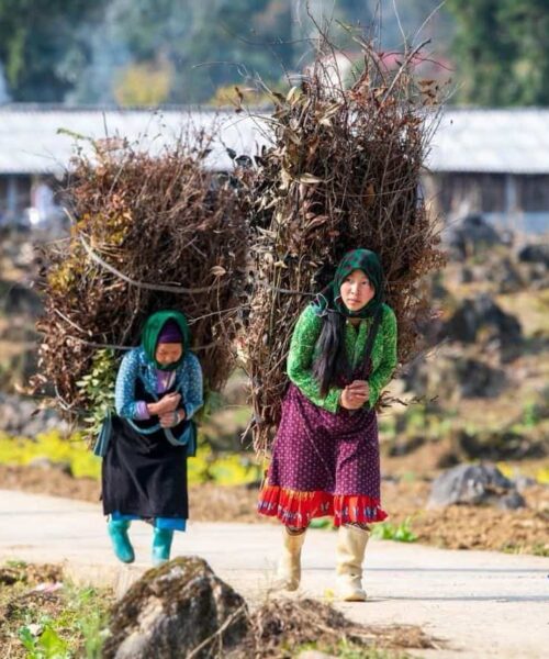 Ha Giang, located in the northernmost region of Vietnam, mesmerizes with its majestic landscapes featuring towering limestone peaks