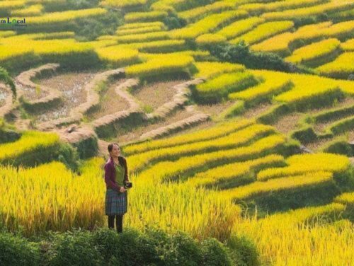 Tà Văn is a picturesque village located in the Sapa region renowned for its traditional Hmong ethnic minority community.