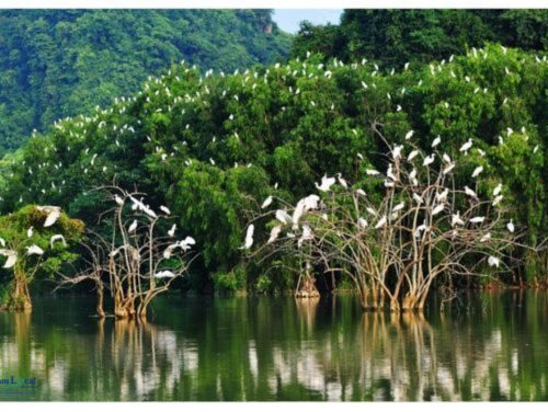 Thung Nham Bird Watching, situated in Ninh Binh,where visitors can experience the beauty of diverse bird species amid picturesque landscapes.