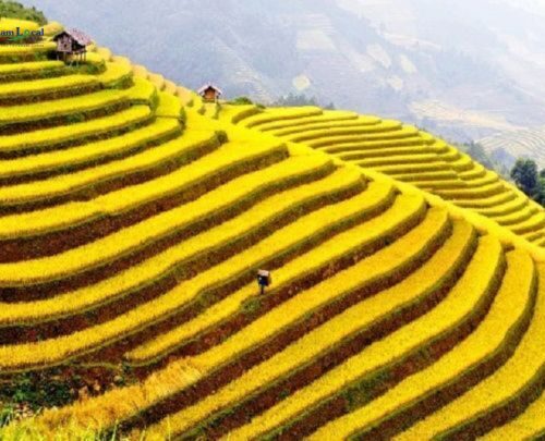 Tu Le is renowned for its stunning terraced rice fields that paint the landscape with vibrant shades of green.