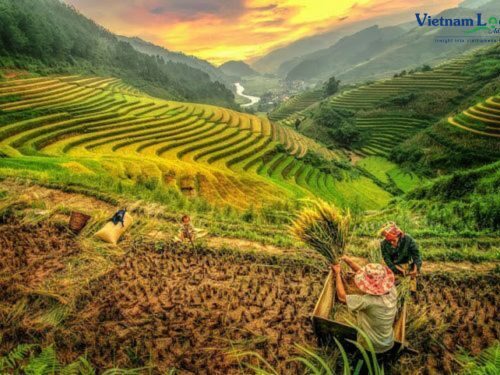 Ha Giang, adorned in the ripe rice season, unveils a breathtaking landscape of terraced fields painted in vibrant shades of gold beauty.